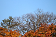 Corvus brachyrhynchos