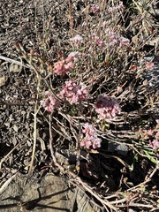 Eriogonum
