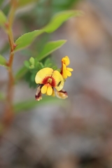 Bossiaea linophylla