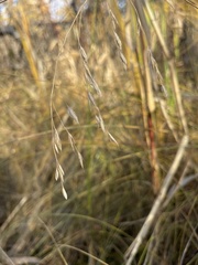 Bromus