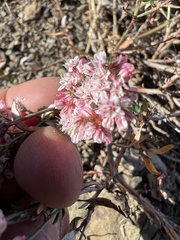 Eriogonum