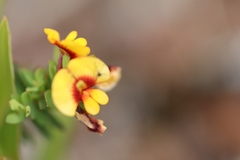 Bossiaea linophylla