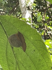 Parthena acutangula