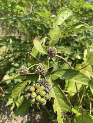 Eleutherococcus sessiliflorus