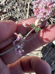 Eriogonum