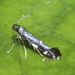 Karamu Leafminer - Photo (c) Uwe Schneehagen, some rights reserved (CC BY-SA), uploaded by Uwe Schneehagen