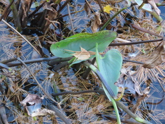 Pontederia cordata