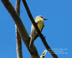 Tyrannus melancholicus