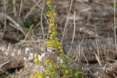 Solidago nemoralis