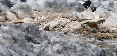 Crocodylus niloticus