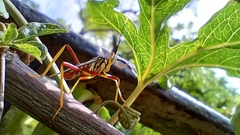 Holhymenia histrio