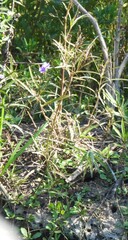 Ruellia simplex