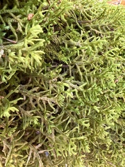 Porella platyphylla