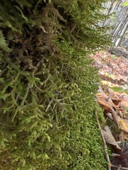 Porella platyphylla