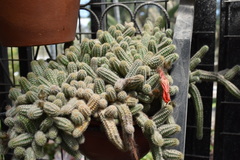 Lobivia silvestrii