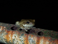 Trachycephalus typhonius