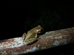 Trachycephalus typhonius