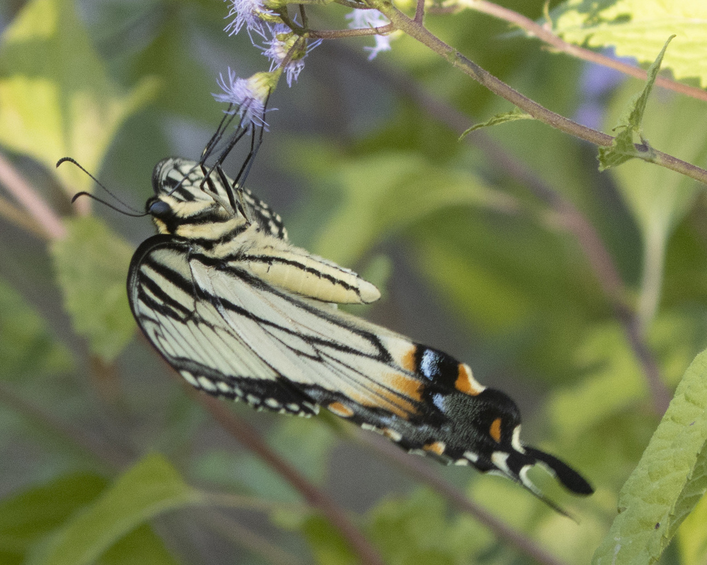 Eastern tiger swallowtail from central texas college killeen tx 76549