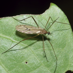 Amphineurus insulsus