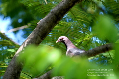 Patagioenas flavirostris