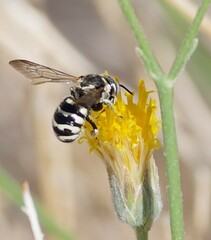 Dianthidium