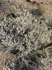 Eriogonum wrightii nodosum