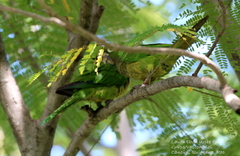 Eupsittula nana