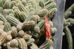 Lobivia silvestrii