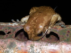 Trachycephalus typhonius