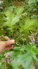 Quercus shumardii