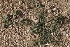 Amaranthus deflexus
