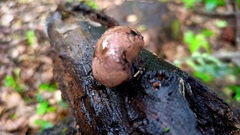 Camarops petersii