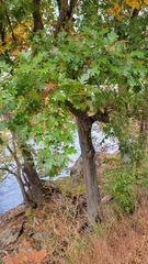 Quercus shumardii