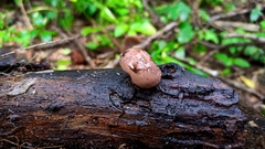 Camarops petersii