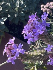 Glandularia lilacina