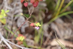 Tremandra stelligera