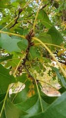 Quercus shumardii