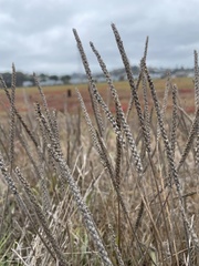 Plantago coronopus