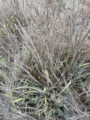 Plantago coronopus