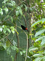 Ramphocelus passerinii