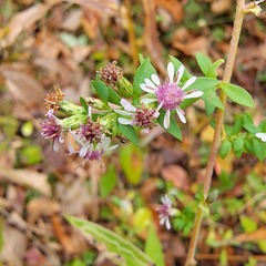 Symphyotrichum lateriflorum