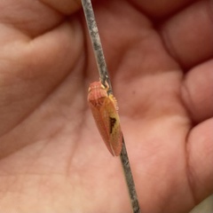 Gyponana