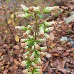 Solidago bicolor