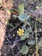 Malvella leprosa