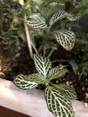 Fittonia