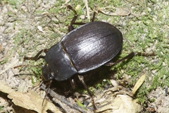 Mimopeus opaculus