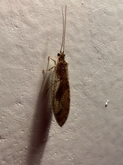 Nusalala tessellata