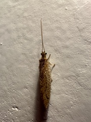 Nusalala tessellata