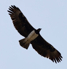 Polemaetus bellicosus