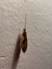 Nusalala tessellata